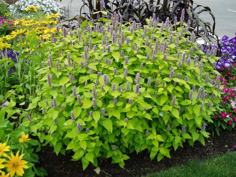 Agastache Rugosa Golden Jubilee (1088)